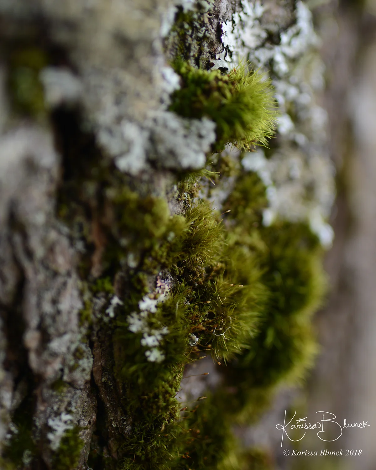DSC_2221cw.jpg
