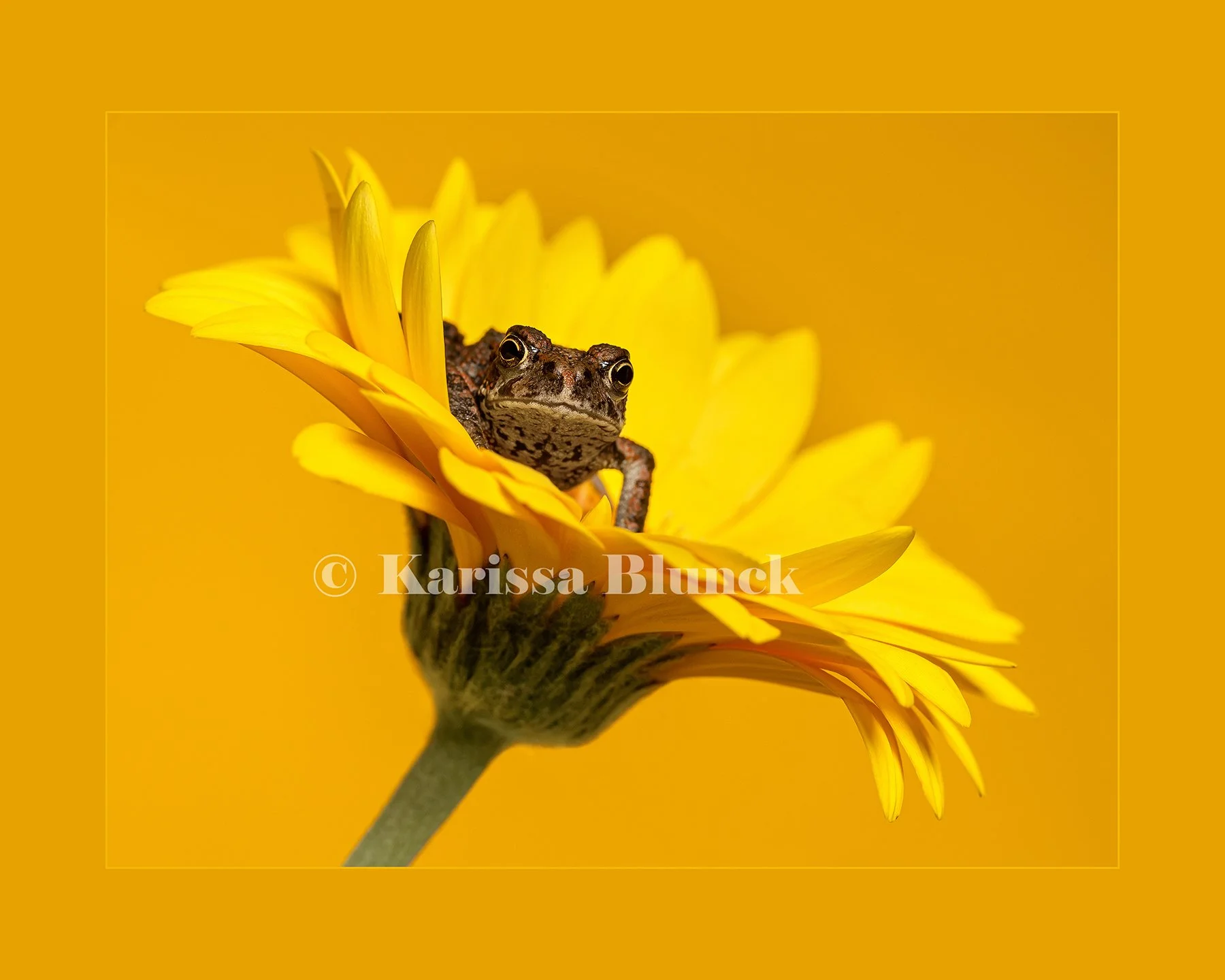 Chin Up Buttercup a.jpg