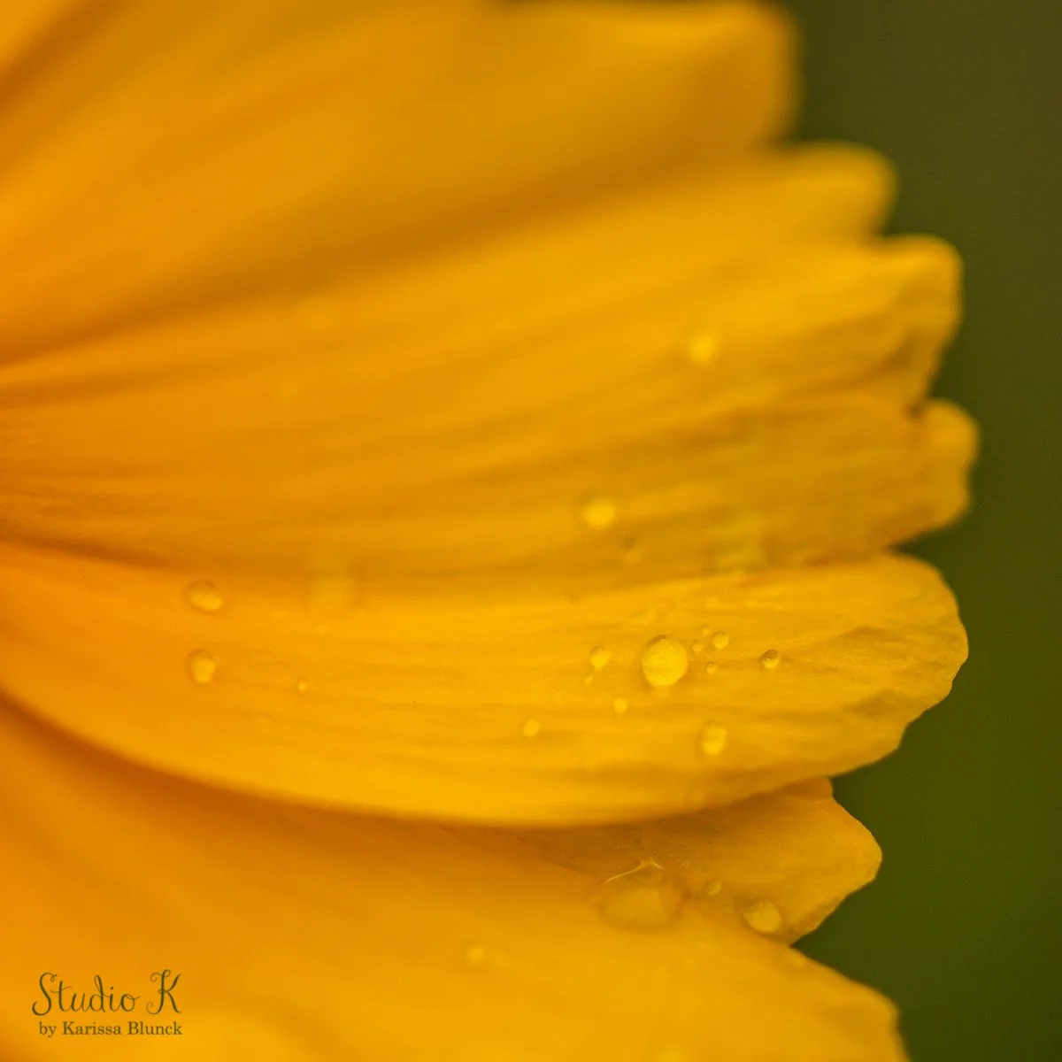Nature's masterpiece in full bloom 🌸🌿 
Celebrating Earth Day with these vibrant beauties that I photographed in my Grandma's garden last summer! Which one is your favorite? 

#EarthDay #BloomsOfBeauty #NaturePhotography #FlowerPower #BlossomBliss #