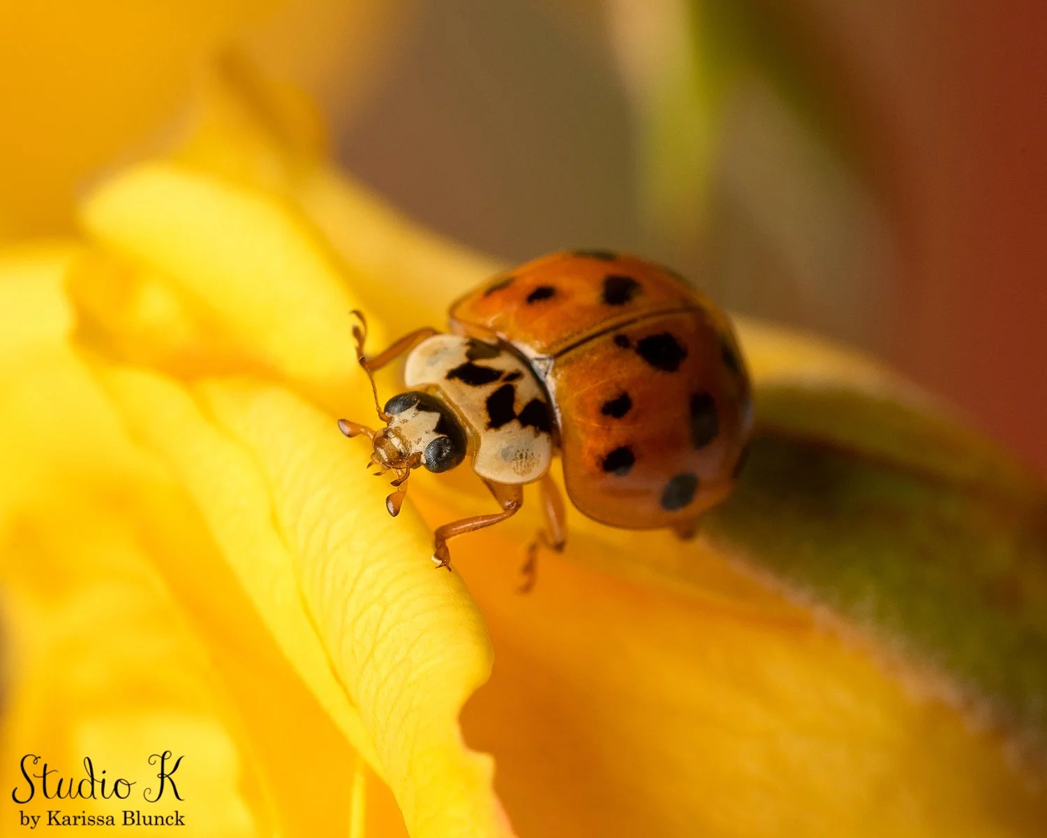 Close encounters with the tiny wonders of nature: unveiling the intricate beauty of ladybugs through the lens of macro photography, each image a window into their miniature world. 🐞✨ 

Which of these seven photos is your favorite? 1️⃣2️⃣3️⃣4️⃣5️⃣6️⃣
