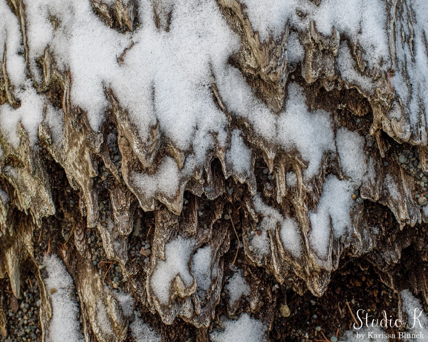Happy Holidays! ❄️
Last December I took these photos at Point Defiance Park. I love the textures in the driftwood covered in snow. ❄️

#tacoma #PPWWinter #wintervibes #driftwood #snow #texture #photography #fineartphotography #washingtonphotographer 