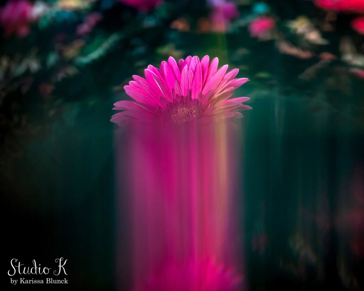 &ldquo;Don&rsquo;t wait for inspiration. It comes while working." &ndash; Henri Matisse

Created with: 
Nikon D6
Nikon 105mm macro
Lensbaby Omni filter systems

#lensbaby #shootextrodinary #flowers #lensbabyomni #photography #washingtonphotograp