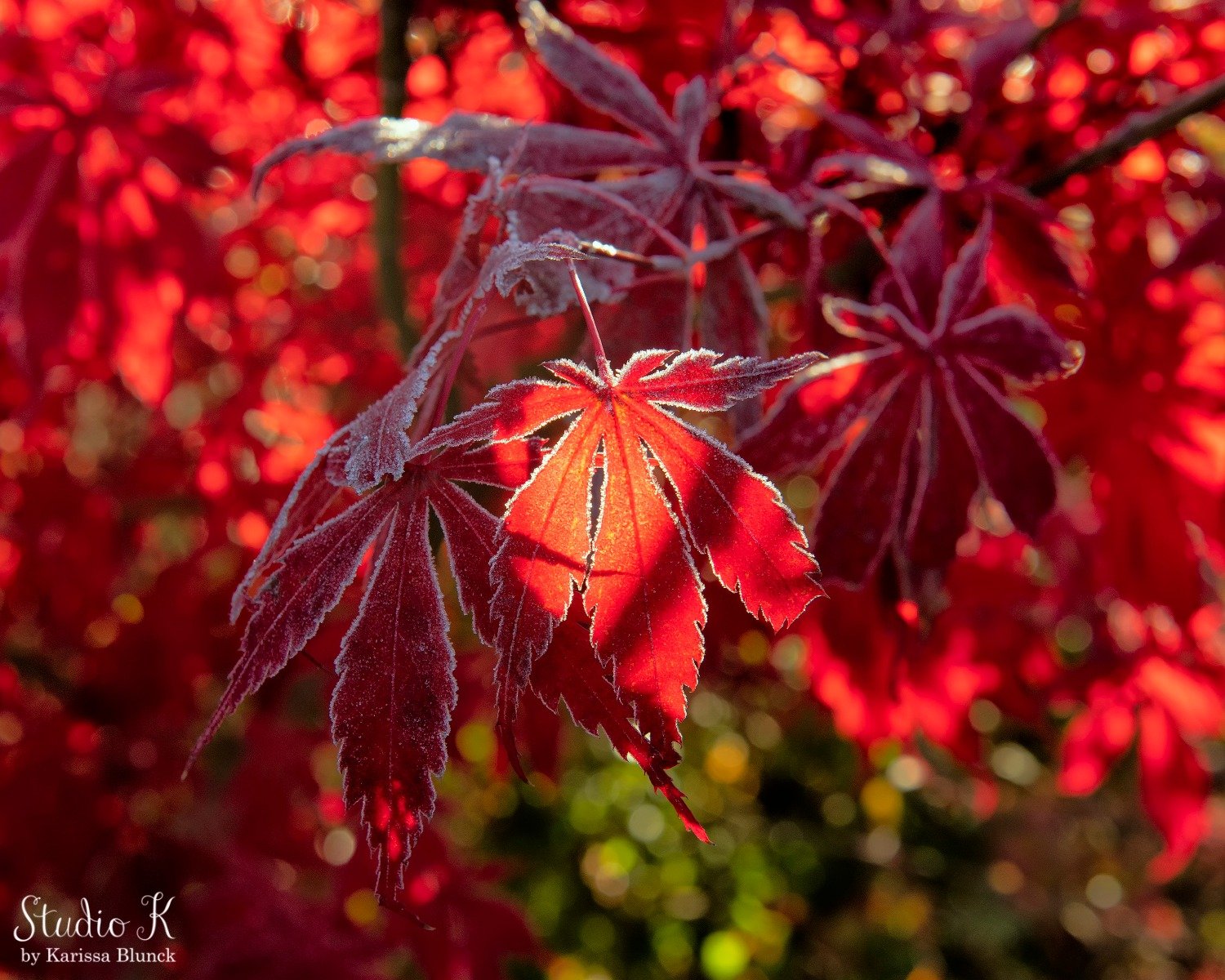 Autumn leaves falling down like pieces into place... 🍁

#ppwfallcolors #red #redleaves #fallleaves #autumn #fallcolors #pnwphotographer #photography #photooftheday #photo #alltoowell #nature #picoftheday #photographer #naturephotography #travelphoto