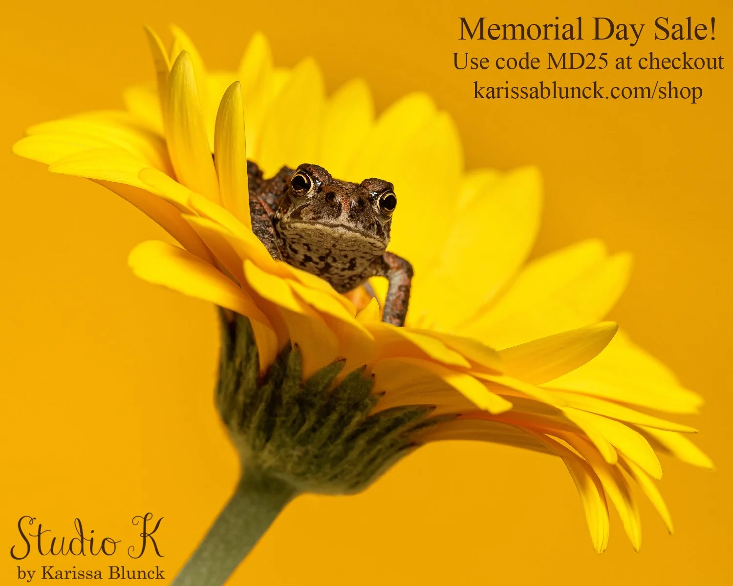 📸 🌟 Memorial Day Sale! 🌟

Exciting news! I've recently added lots of new photos to my print shop. For a limited time, enjoy 25% off all prints and books. Whether you're looking to bring a touch of nature into your home or add a unique piece to you