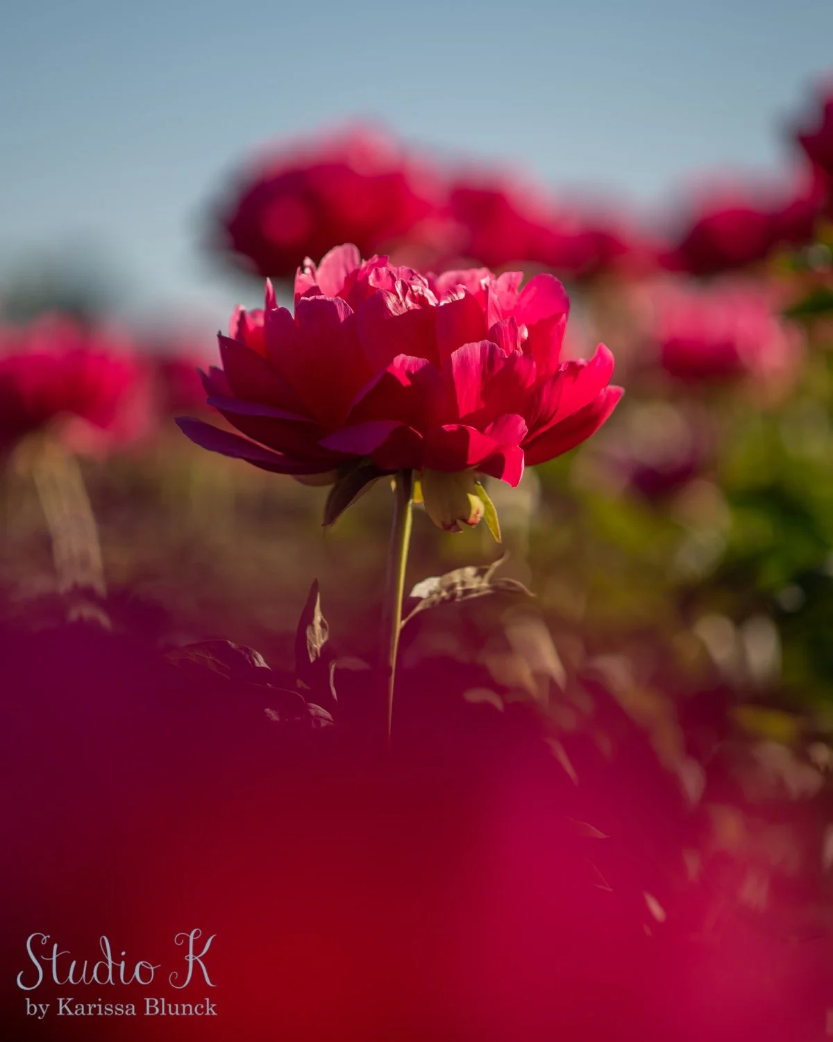 Blooming in beauty at Adelman Peony Gardens this spring 🌸

Happy Fourth of July! 📸❤ Wishing everyone a safe and happy Independence Day filled with love, laughter, and plenty of picture-perfect moments!

#PeonyPerfection #AdelmanPeonyGardens #nature
