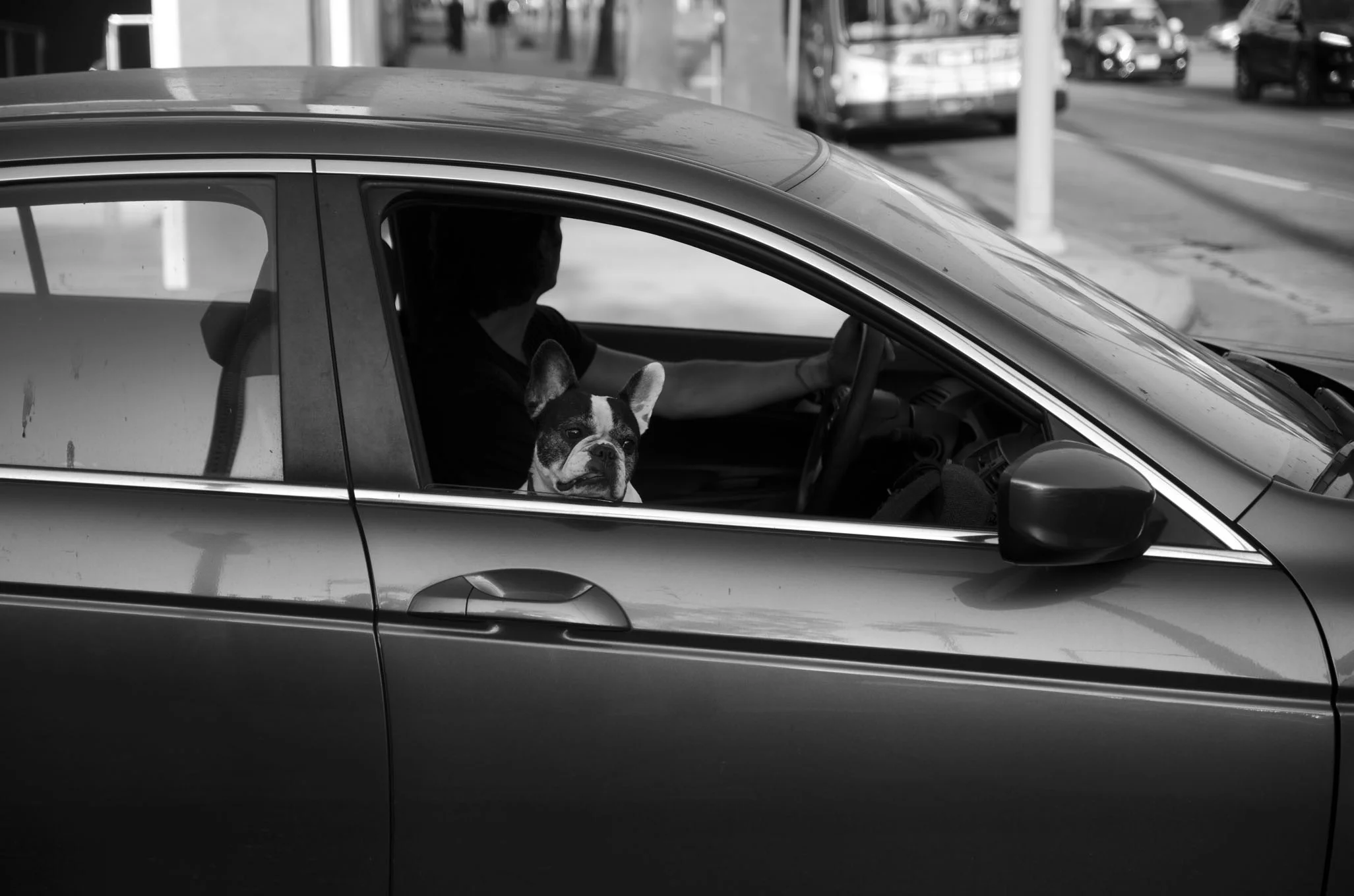 dogwin.jpg