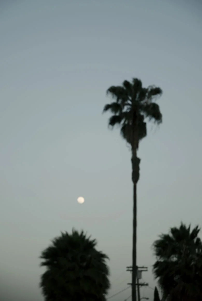 moonpalm.jpg