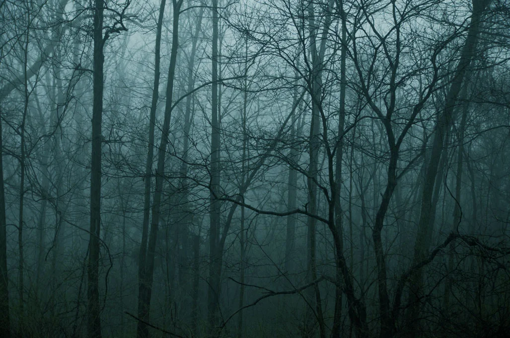 woods.jpg