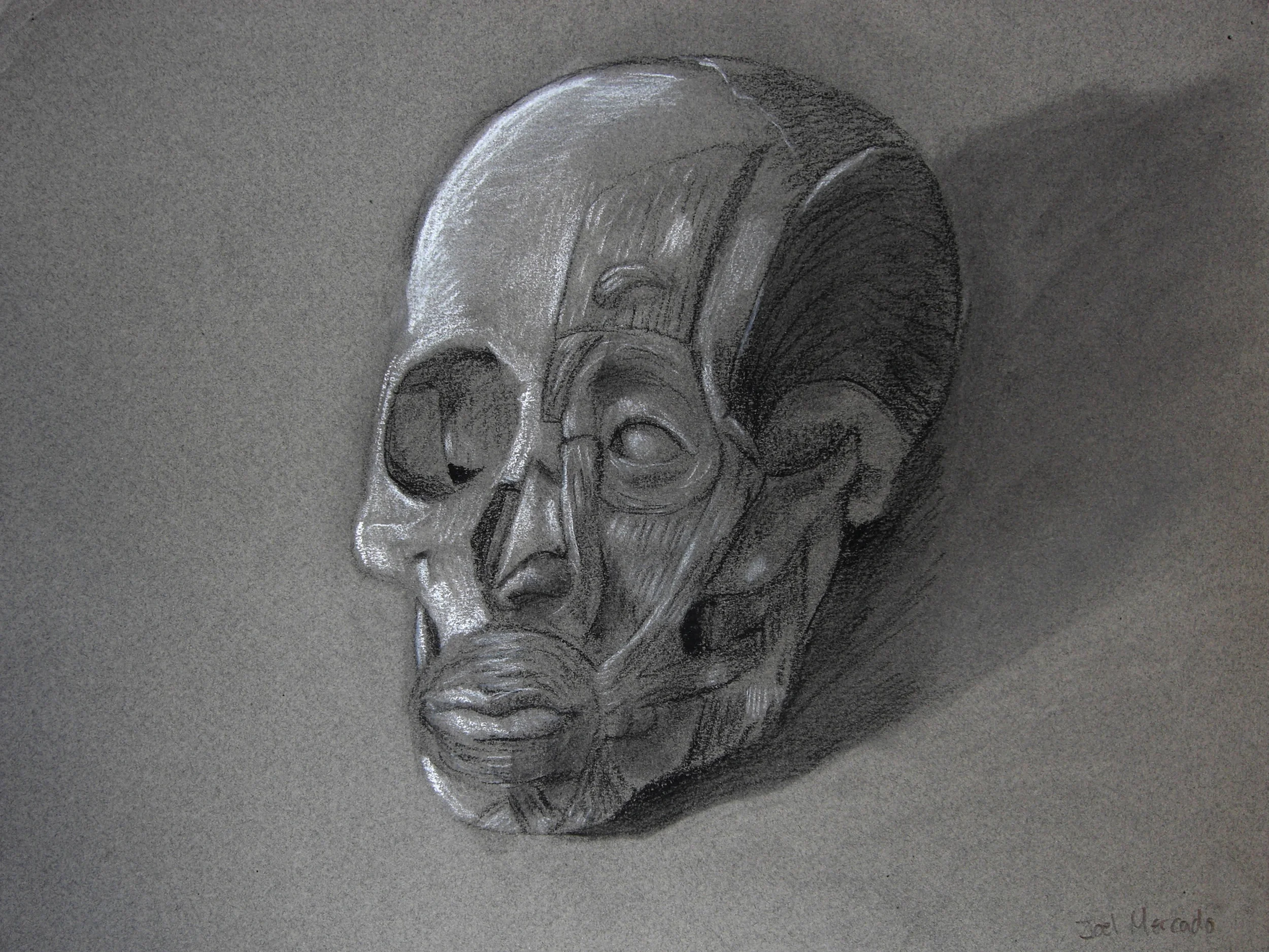 Study Skull.jpg