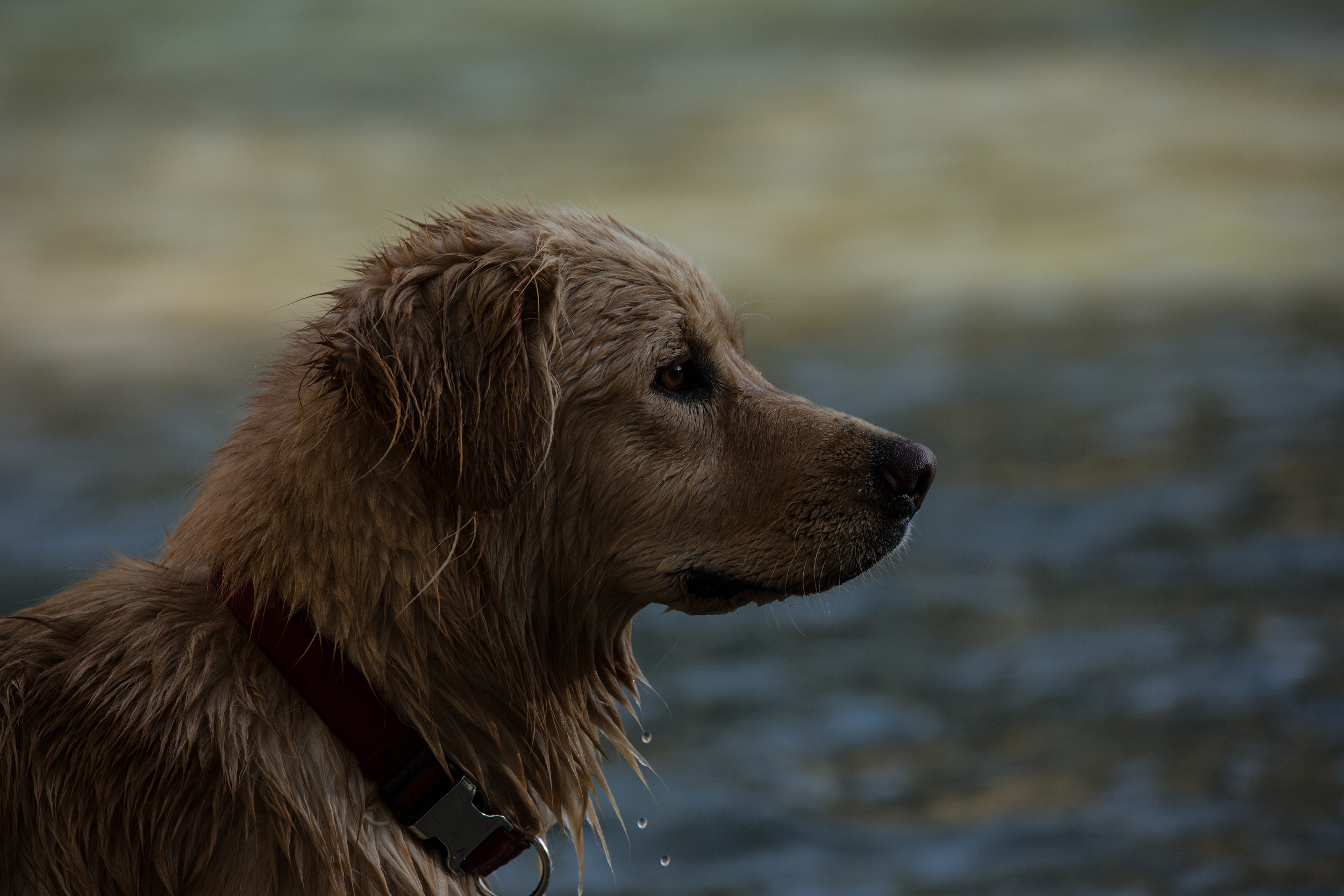 Wonderful wet dog
