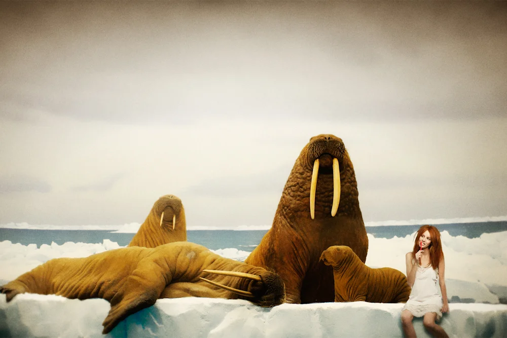 MNH_Walrus_C2.jpg