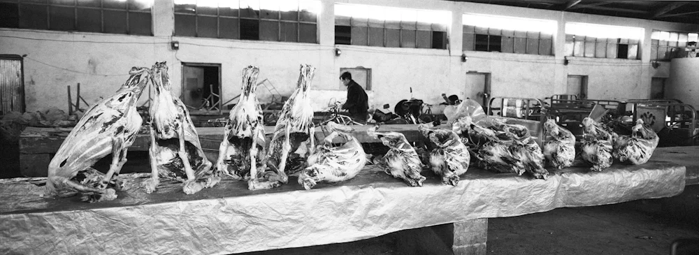 031Carcass_3991_28_R.jpg