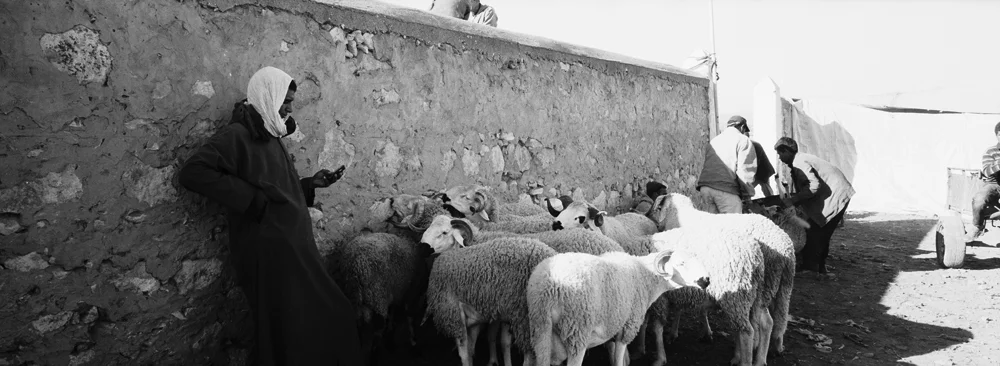 120SheepSale_2138_11_R.jpg