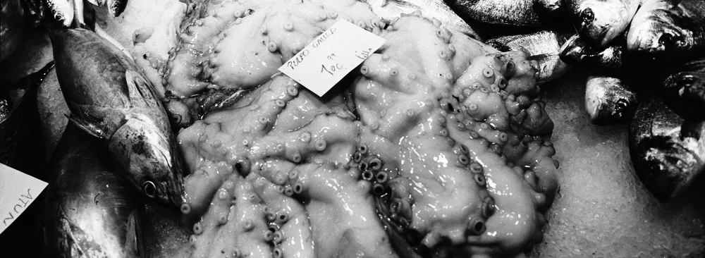 198Octopus_2132_2_R.jpg