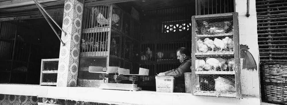 226ChickenStall_2131_11_R.jpg
