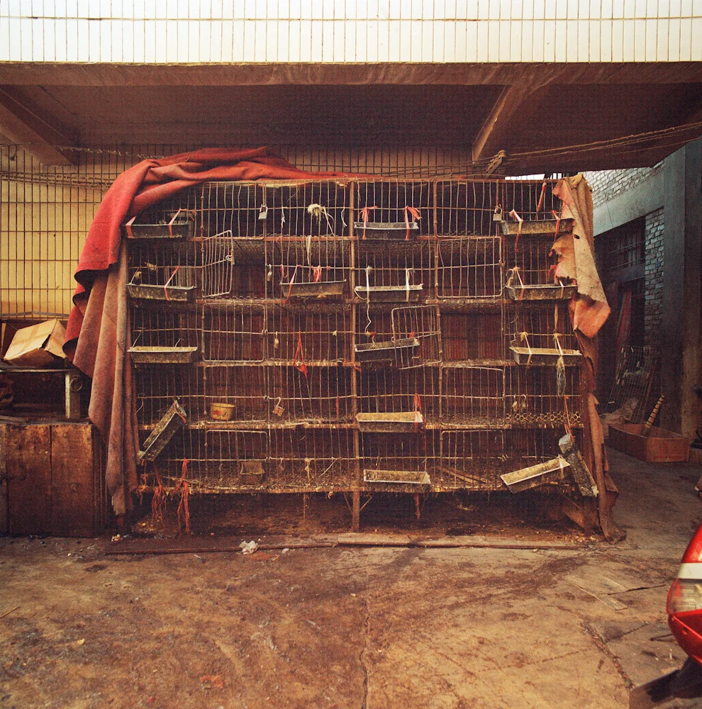 005Cages_3974_6_R.jpg