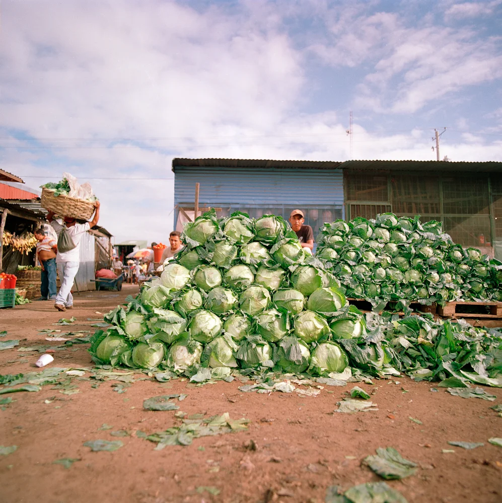 008CabbagePile_CA03_11_R.jpg
