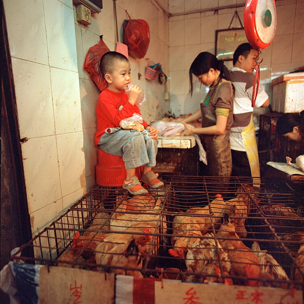 038ChickenFamily_58568_3_R.jpg