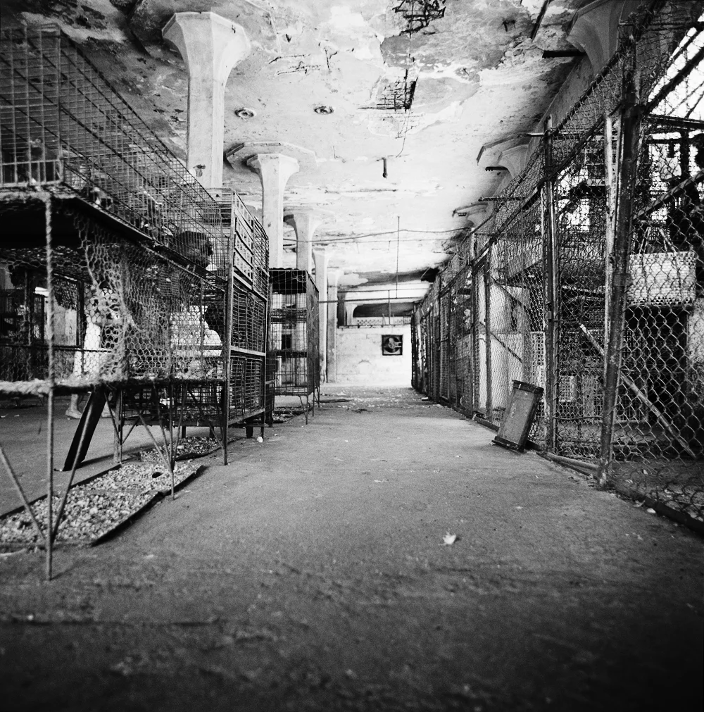 181Cages_304911_13_17_R.jpg
