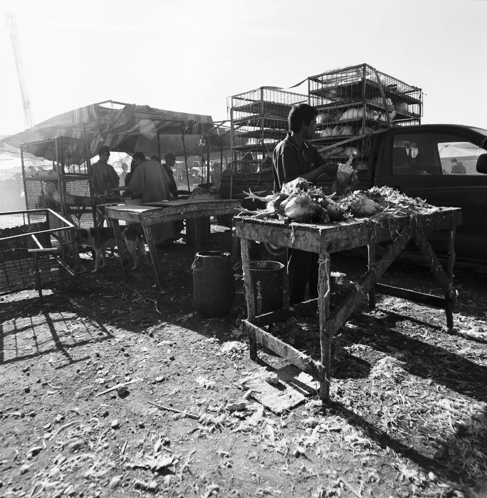 234ChickenPlucking_2166_11_R.jpg