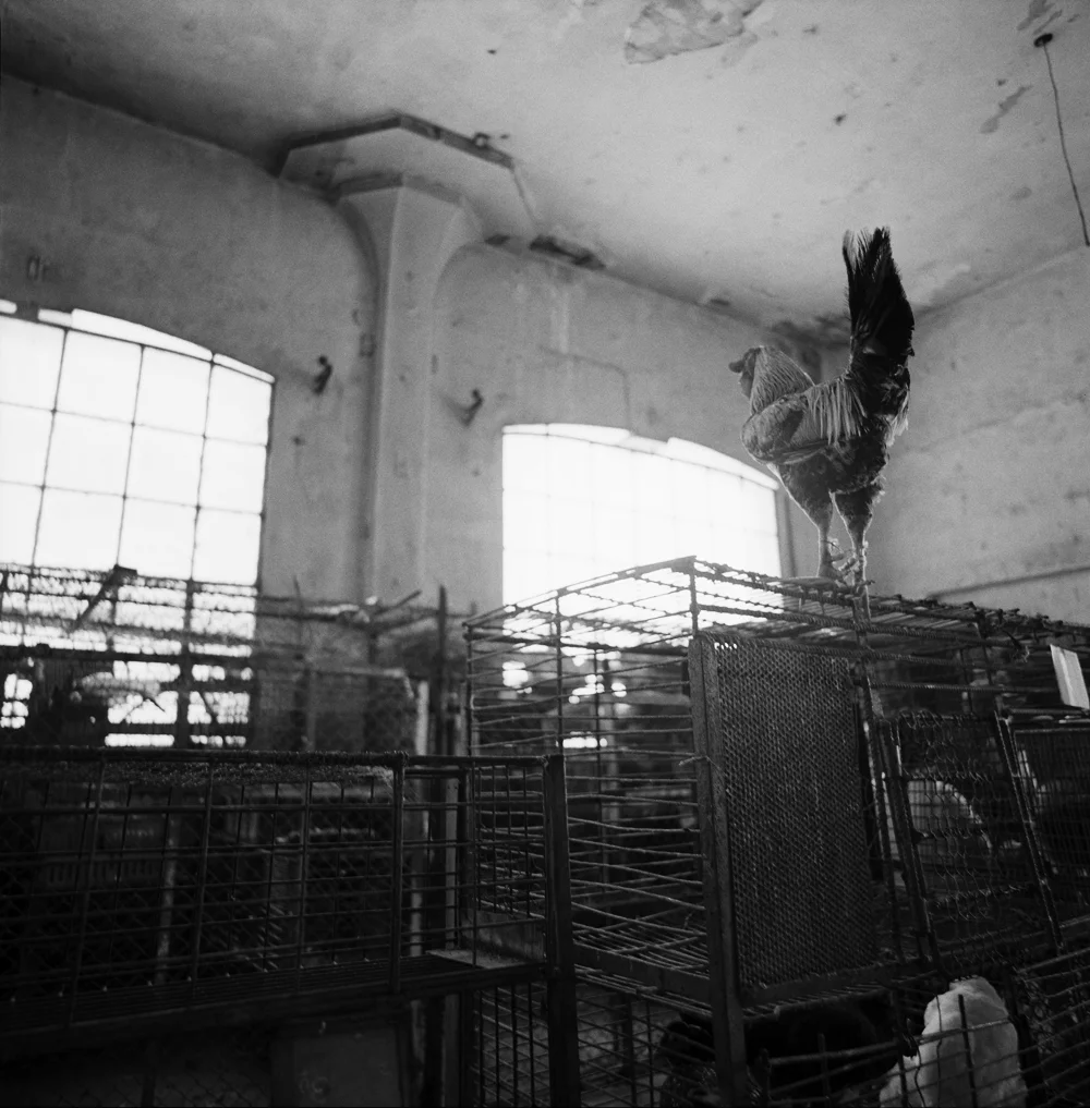 260Rooster_304911_13_7_R.jpg
