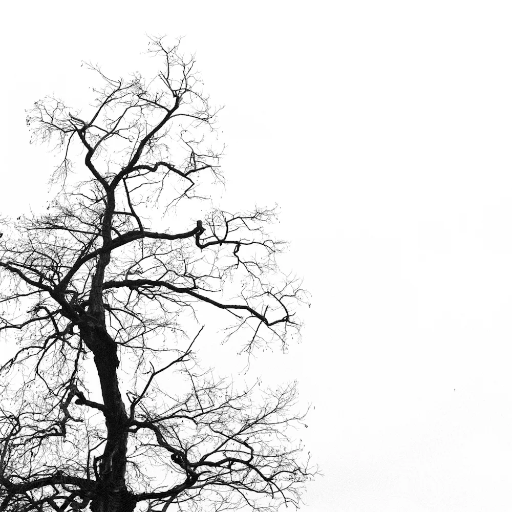 Trees 3.jpg