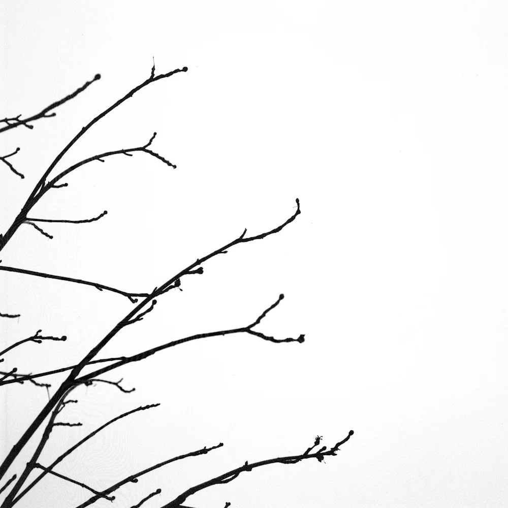 Trees 4.jpg