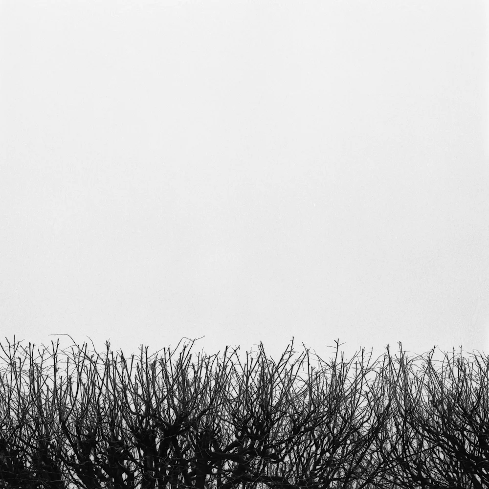Trees.jpg