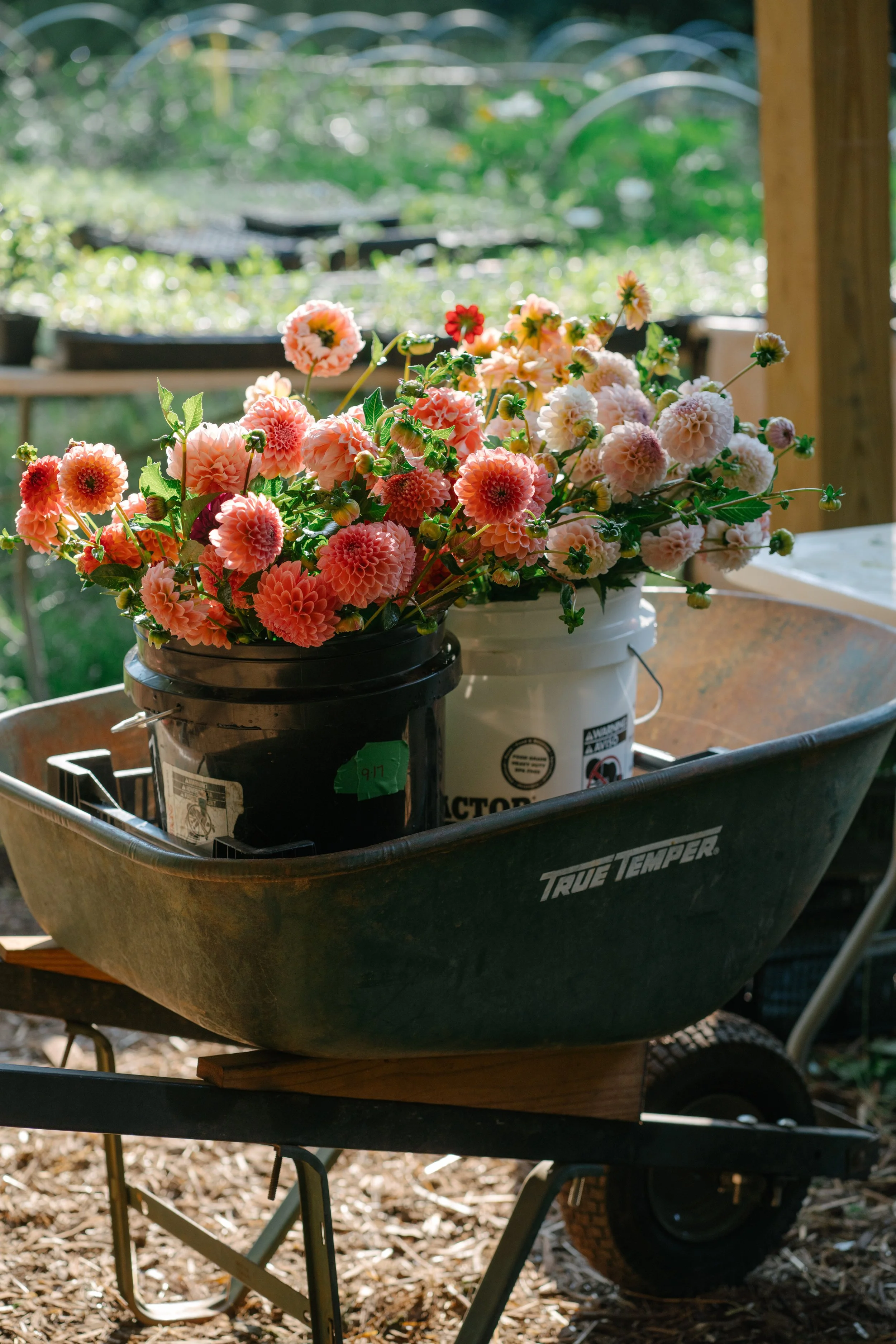 wheelbarrow FraylickFarmsFall2025-146 (1).jpg