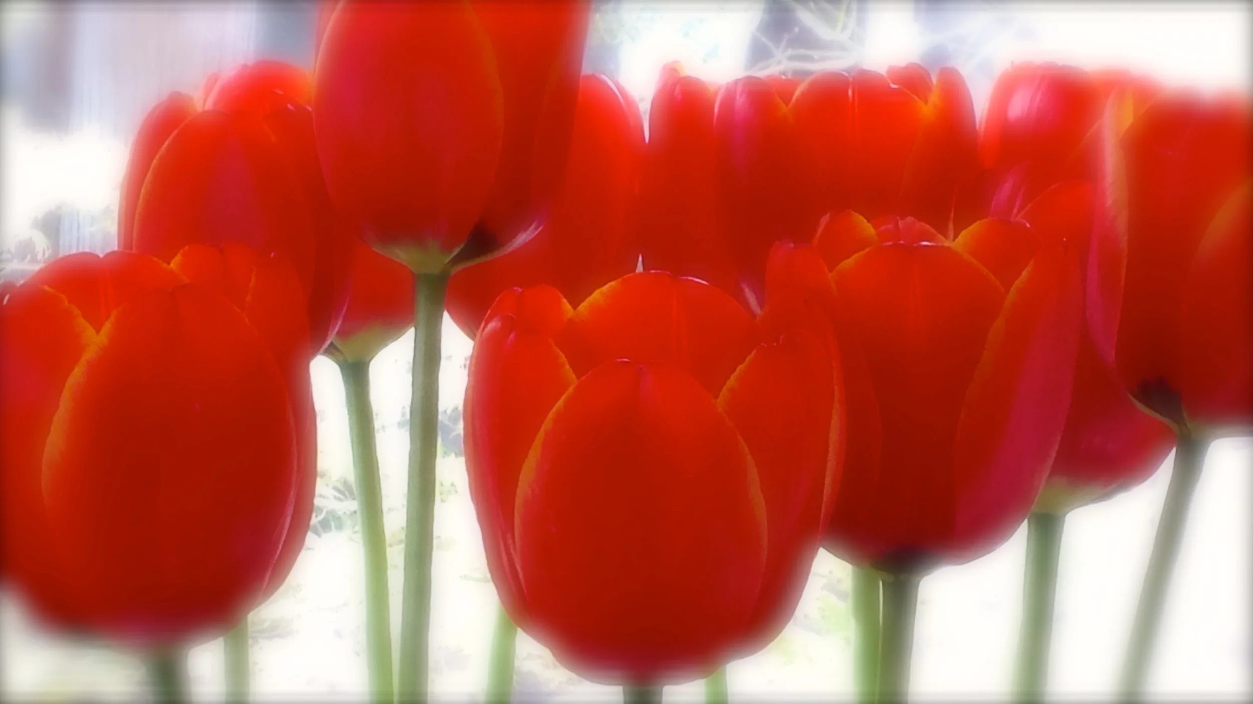 Fresh Flowers
