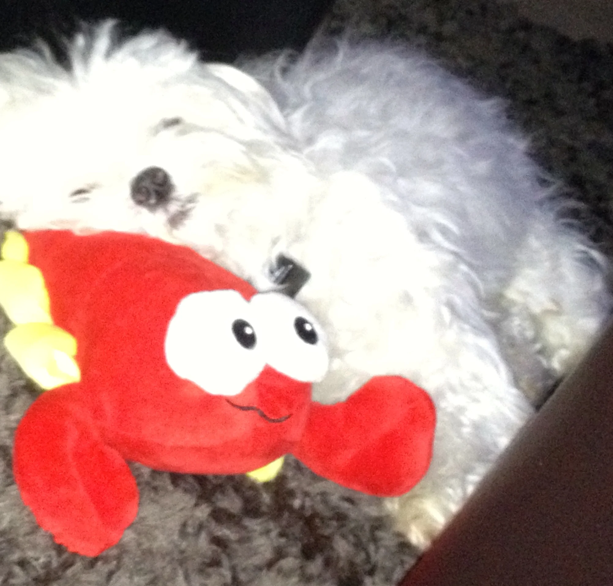 My Little Dog Asleep on a new toy