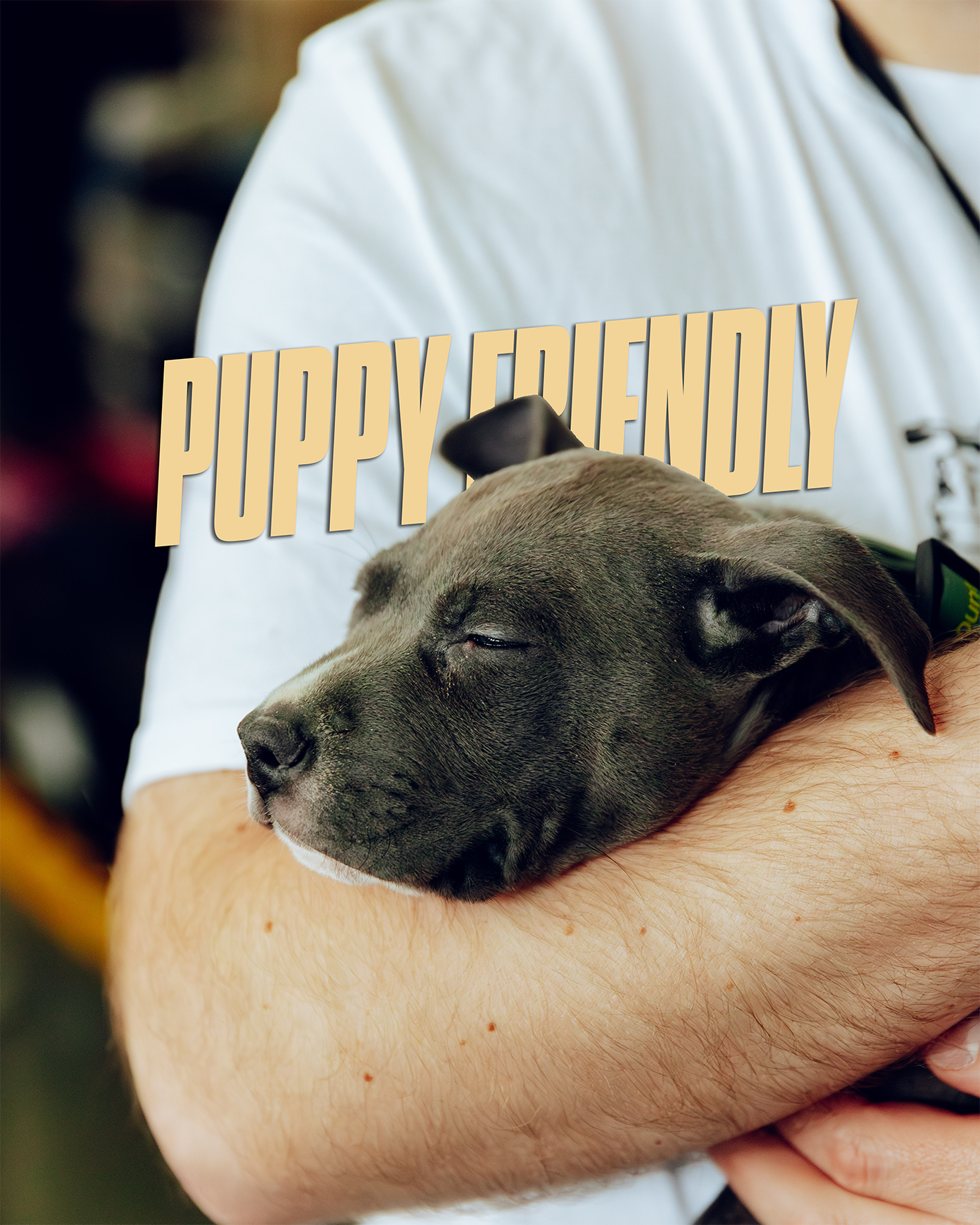 puppy friendly png.png