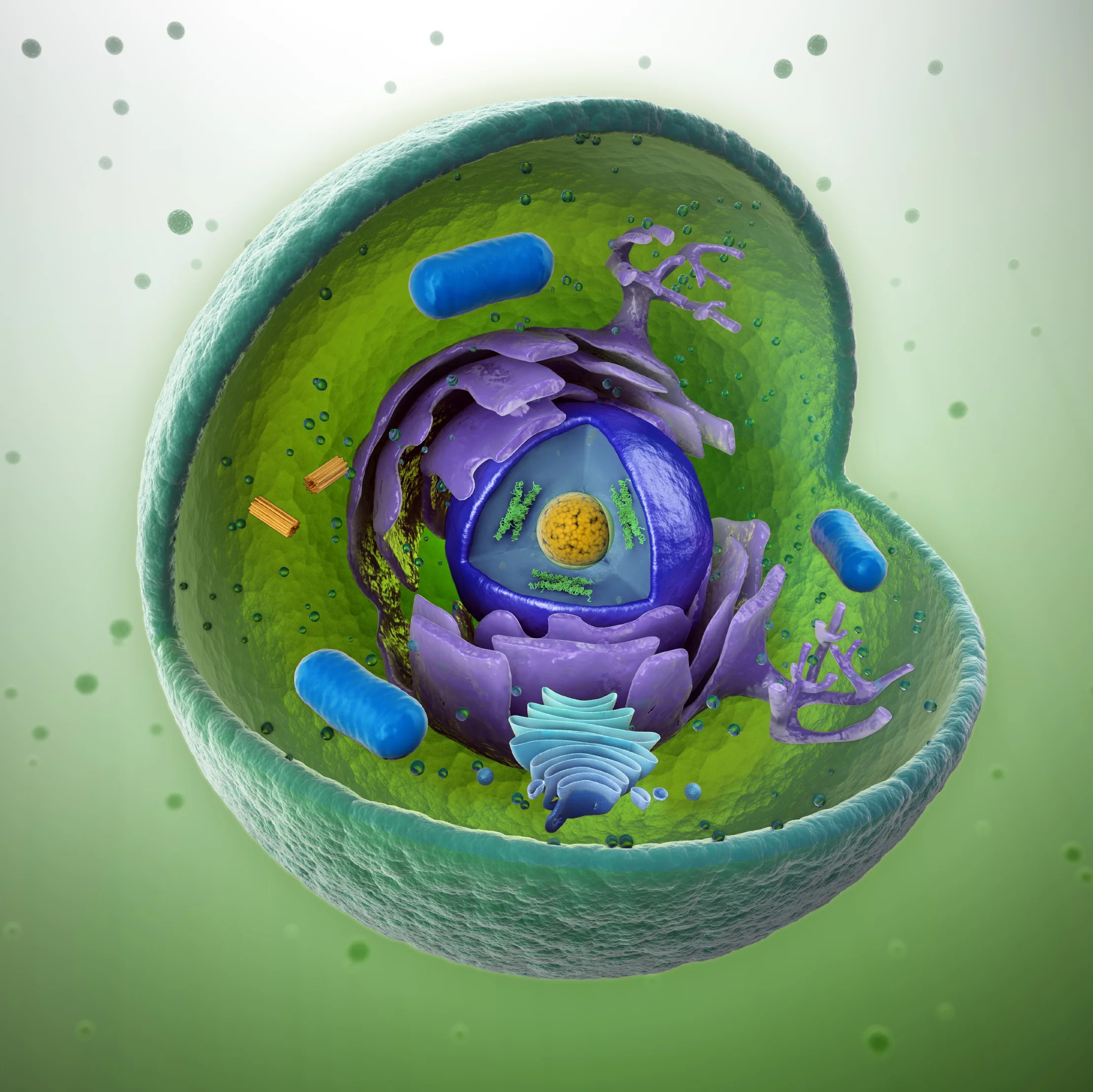What is a biomarker and how are CTCs defined as both a biomarker and as a carrier of biomarkers?