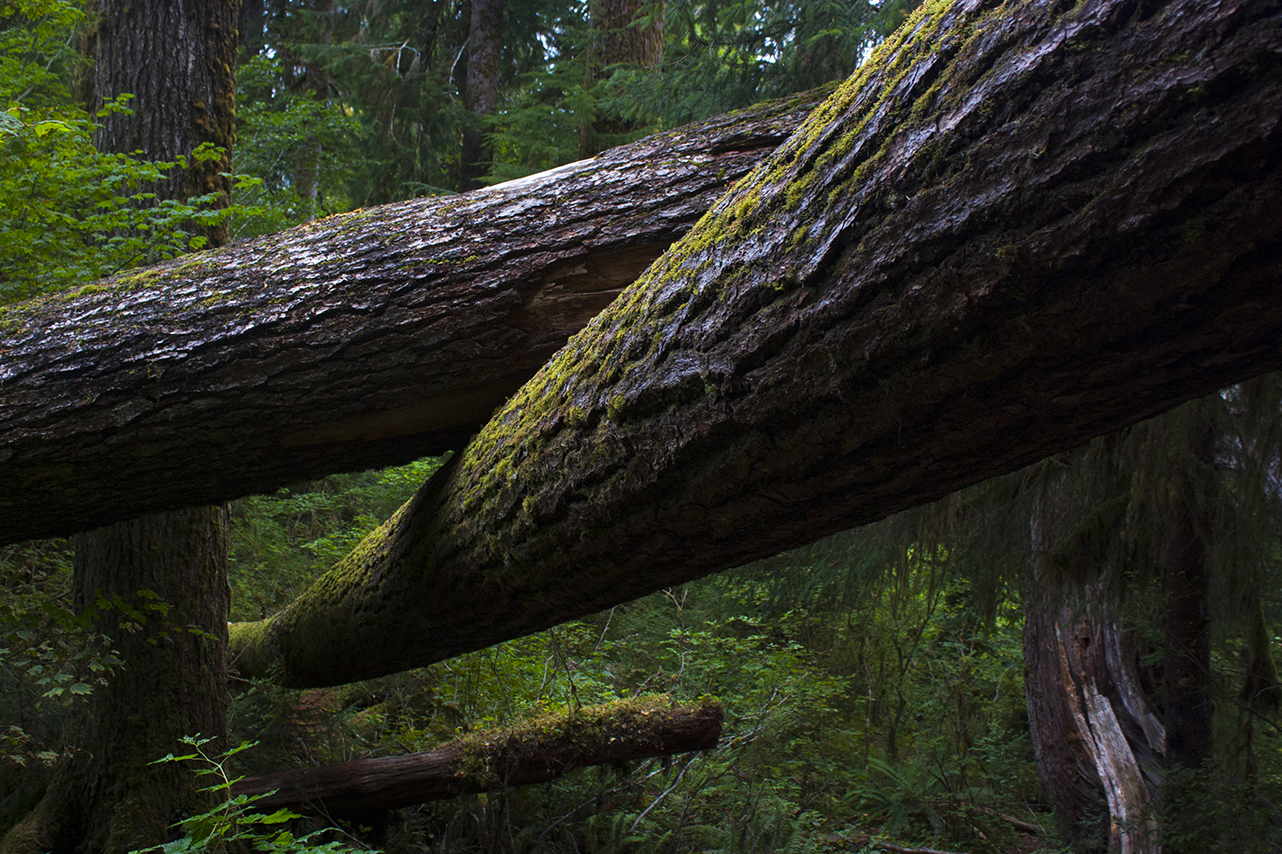  Fallen trees in the Hoh Rainforest, Olympic National Park, Washington 