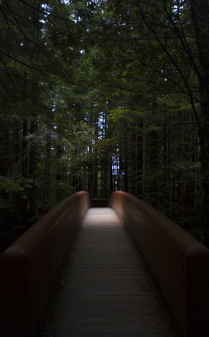  A bridge, Redwood National Park, California 