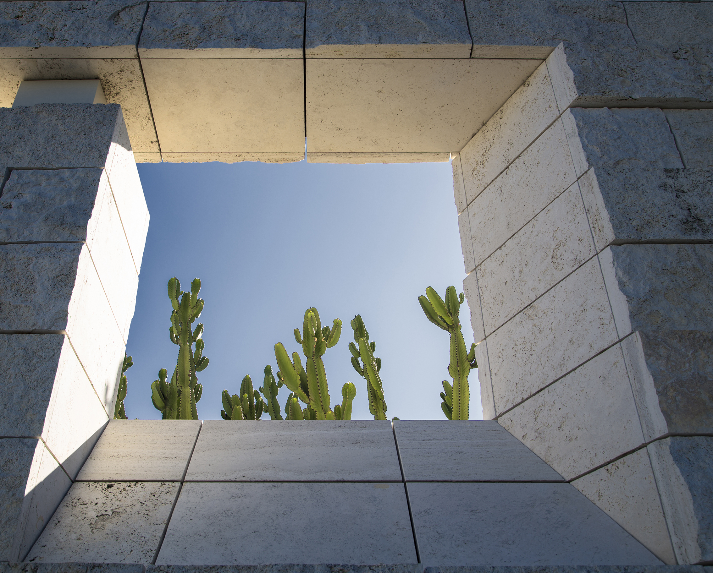  Cacti at the Getty Museum, Los Angeles, California 