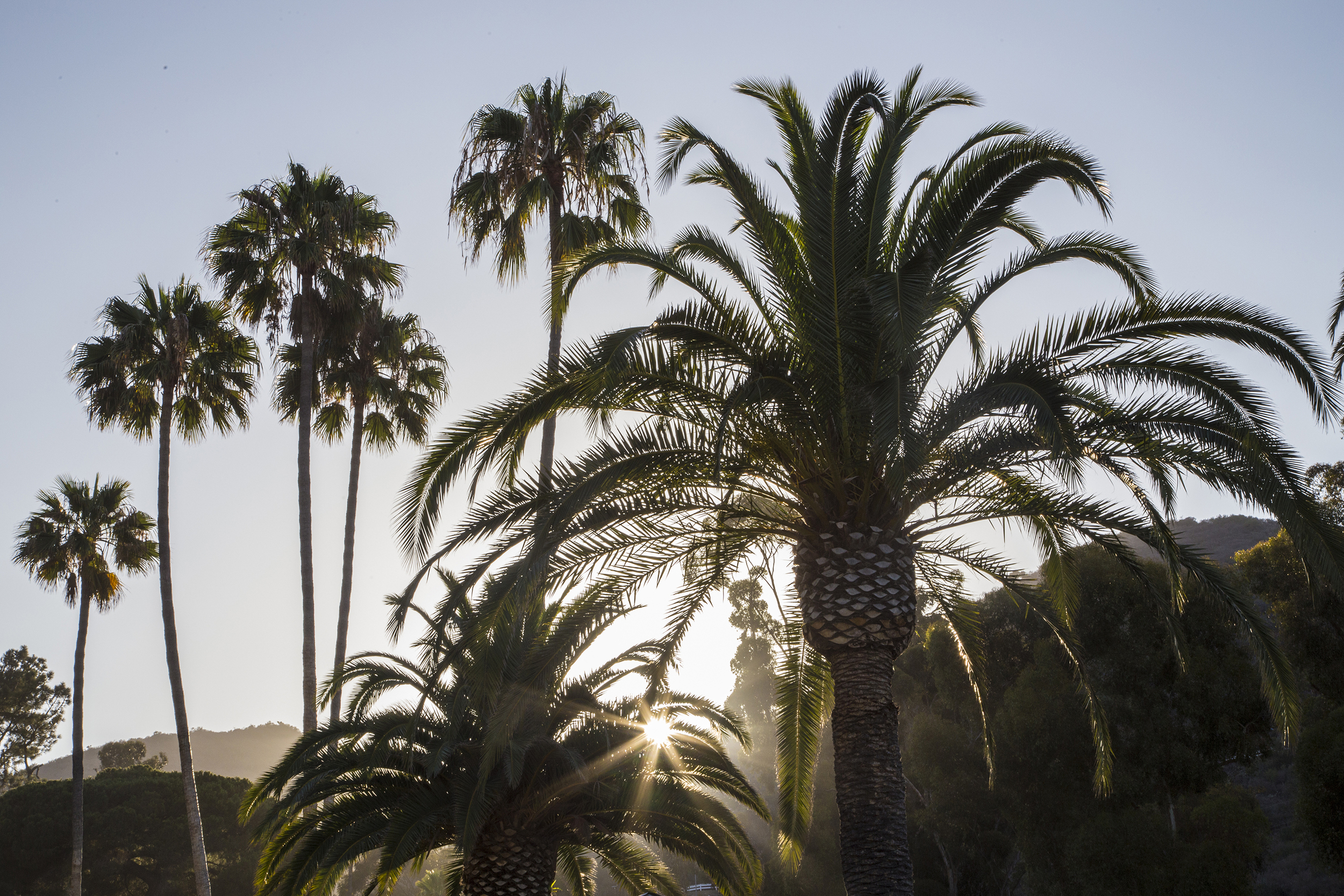  Palm trees, Catalina Island, California  