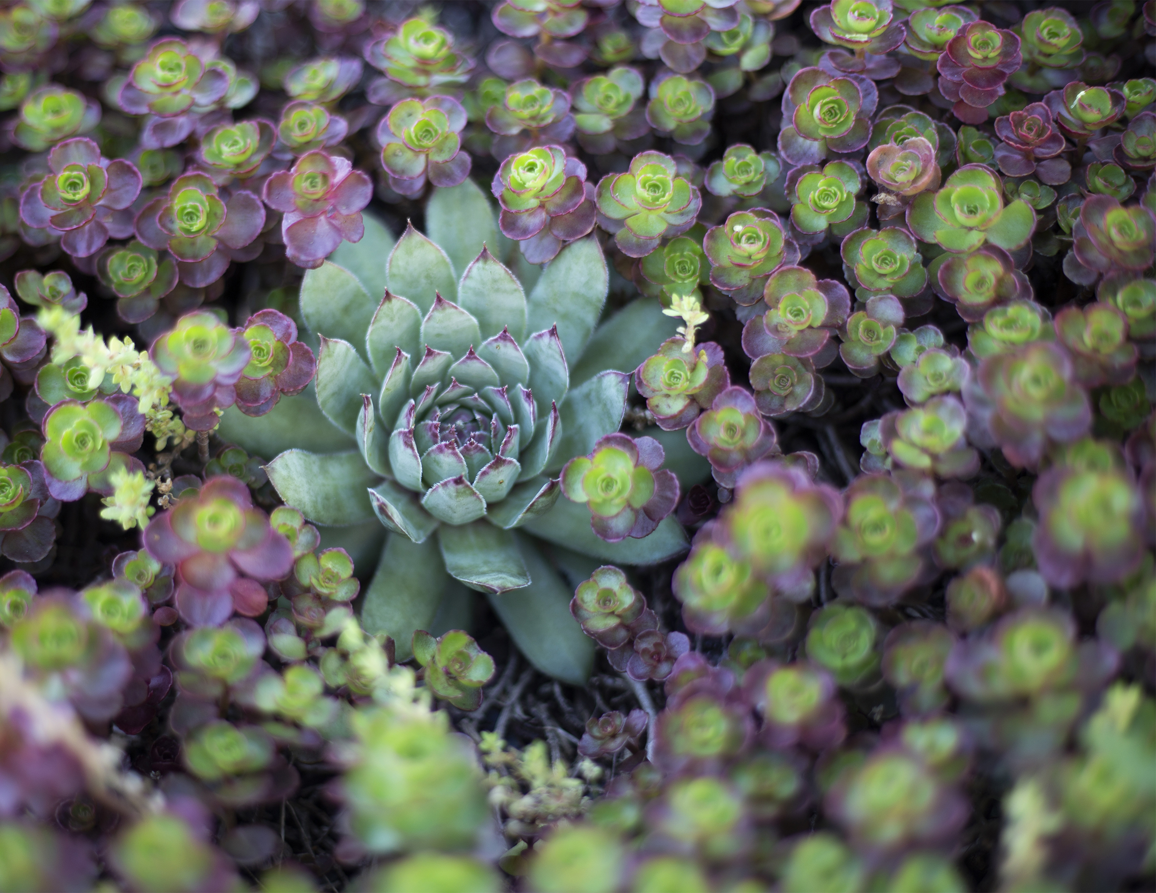  Succulents in a garden, Silver Spring, Maryland 