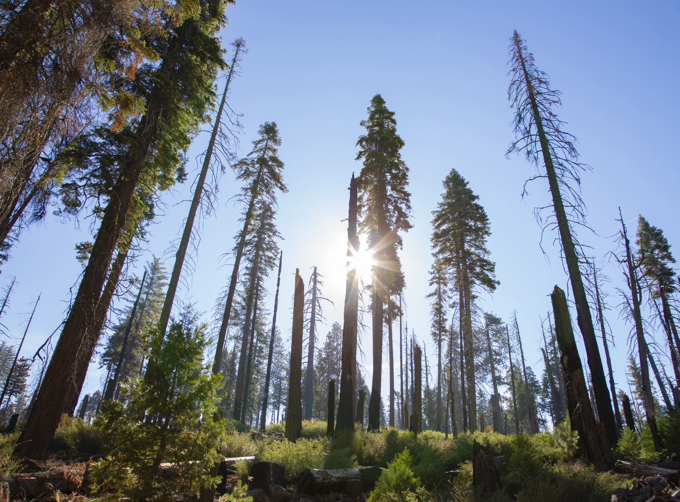  Sun shining through the forest, Mariposa Grove, Yosemite National Park, California 