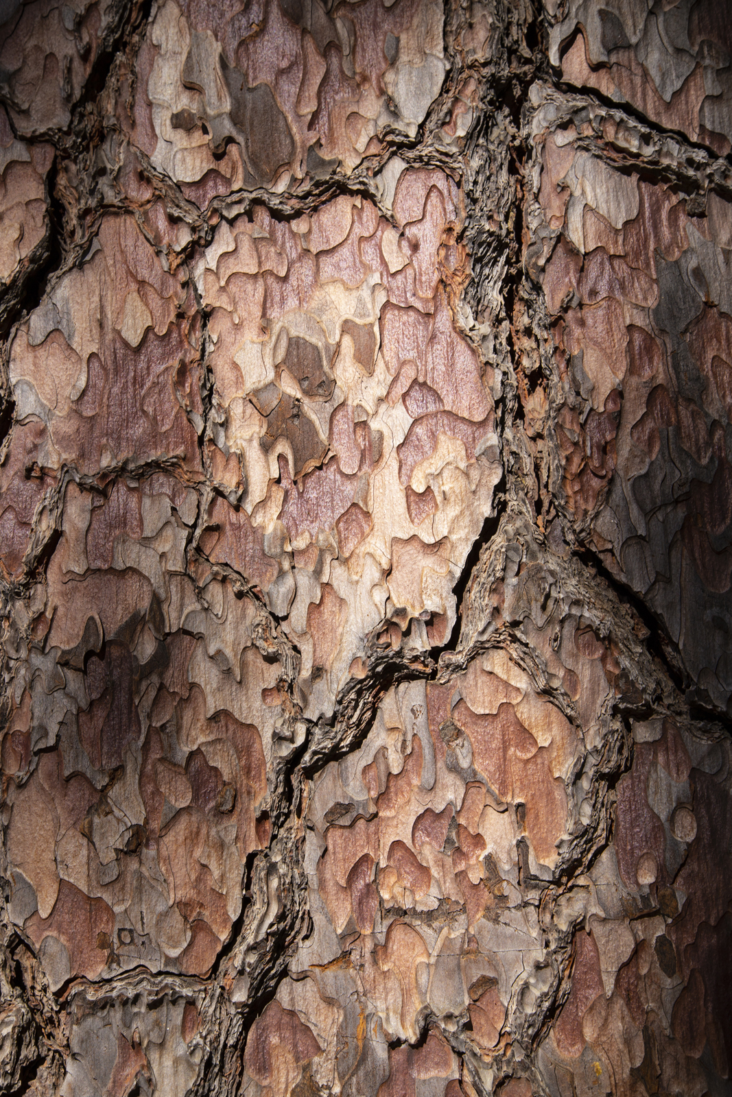  The bark of a tree in the Mariposa Grove at Yosemite National Park, California 