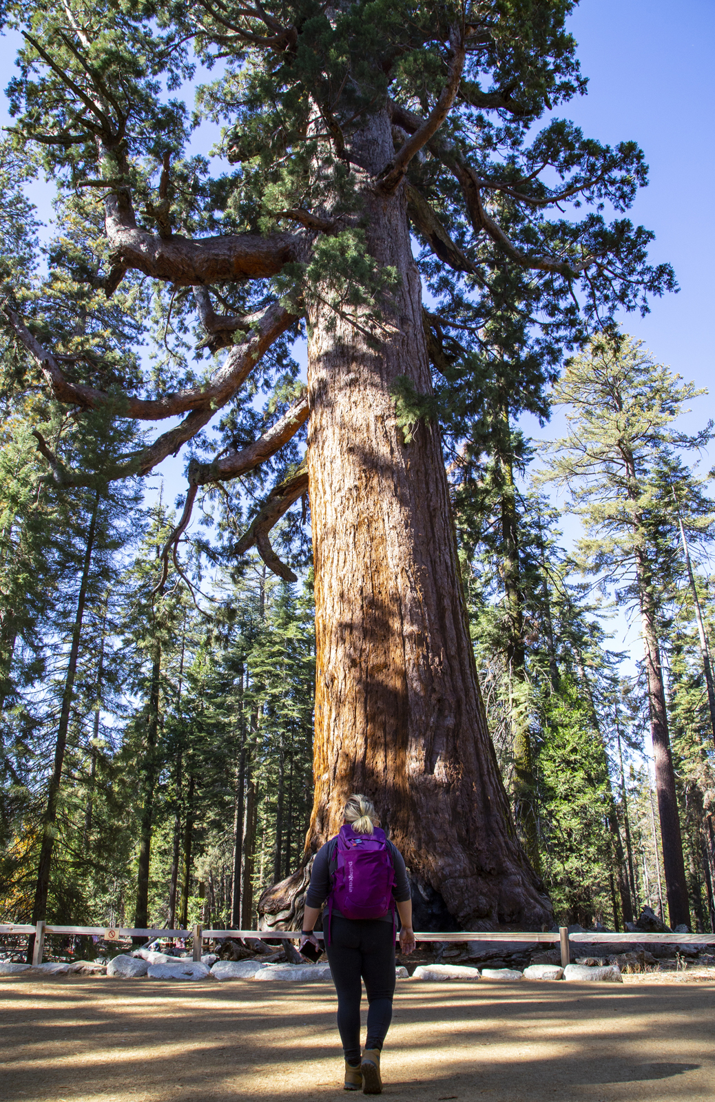  A hiker looking at the Grizzly Giant, Mariposa Grove, Yosemite National Park 
