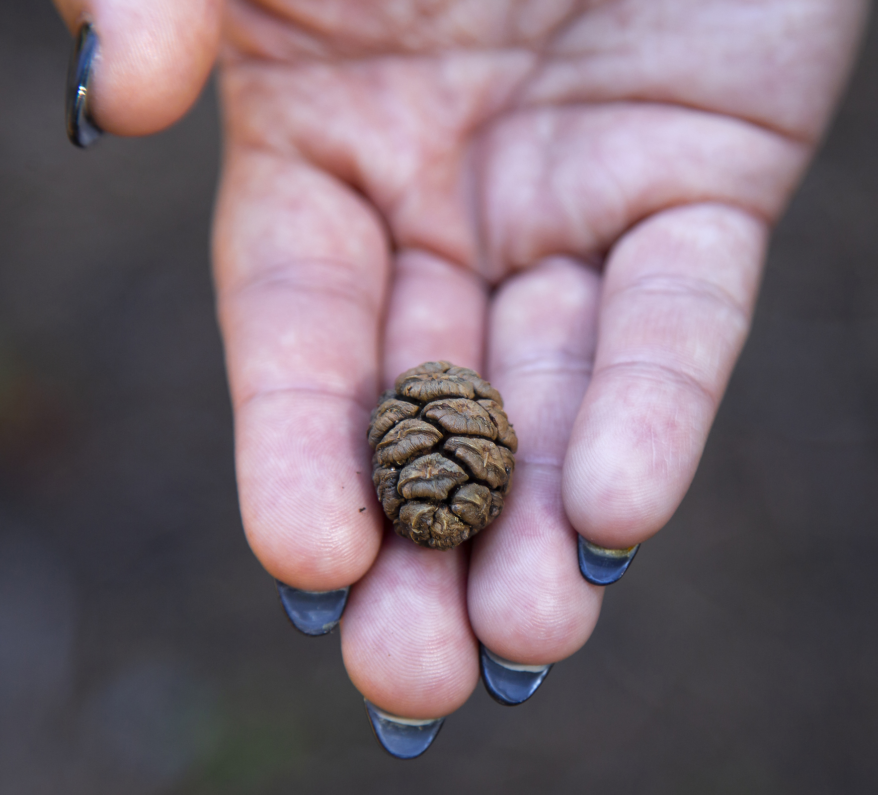  A pinecone in a hand, Mariposa Grove, Yosemite National Park, California 