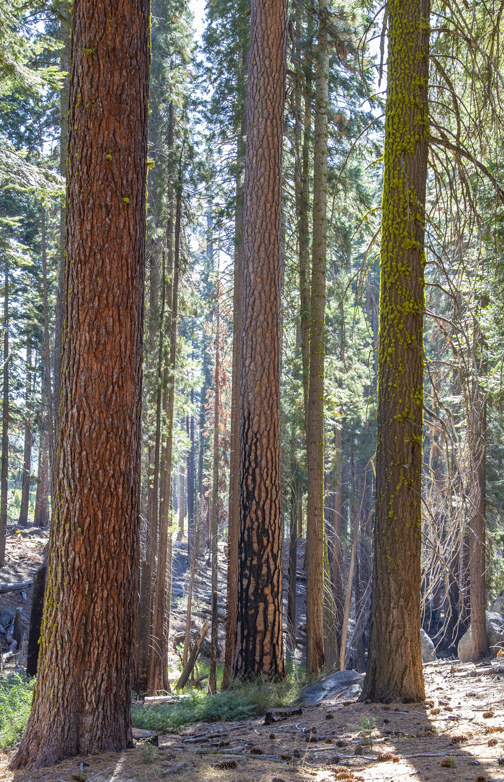  A grove of trees in the Mariposa Grove, Yosemite National Park, California 