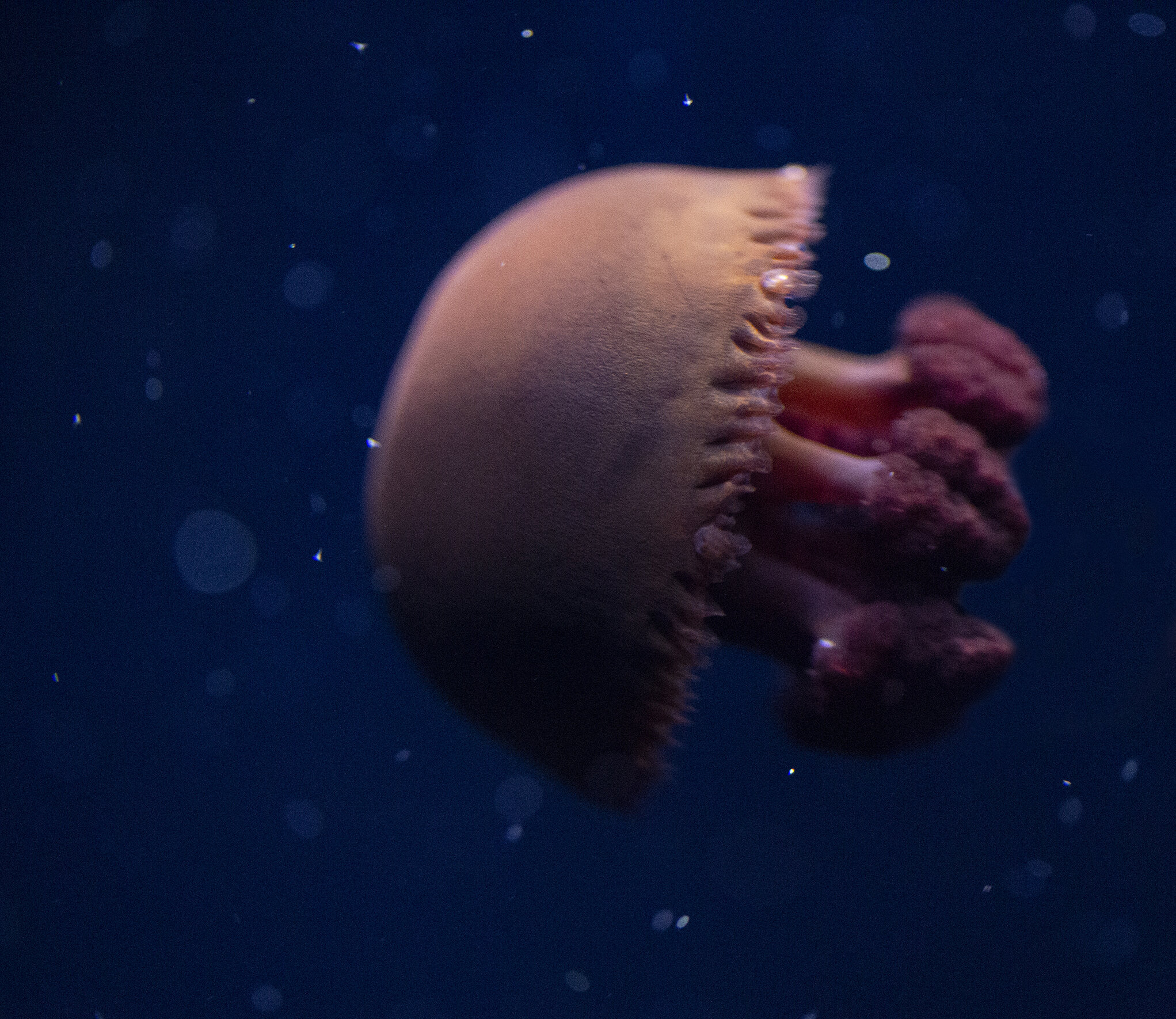  A jellyfish at the National Aquarium, Baltimore, Maryland 