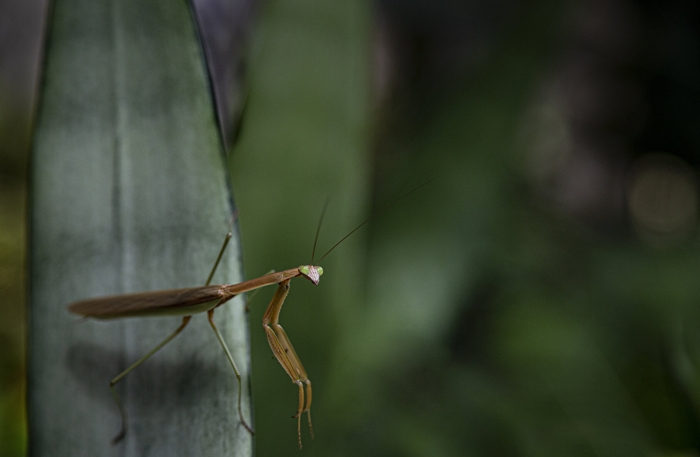  A praying mantis at Longwood Gardens, Pennsylvania 