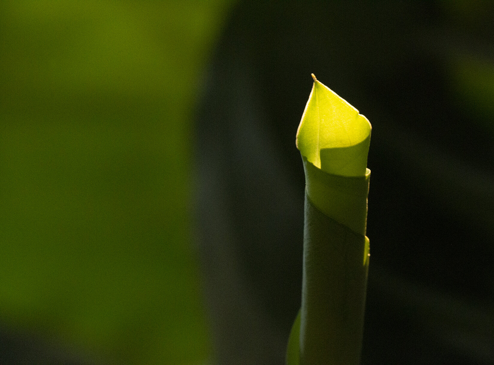  A new leaf on a prayer plant, Frederick County, Maryland 