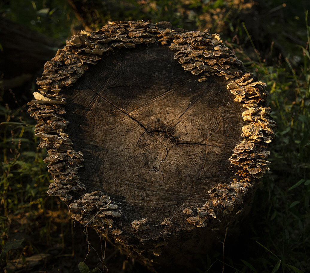  Fungus on a log on the Appalachian Trail, Maryland 