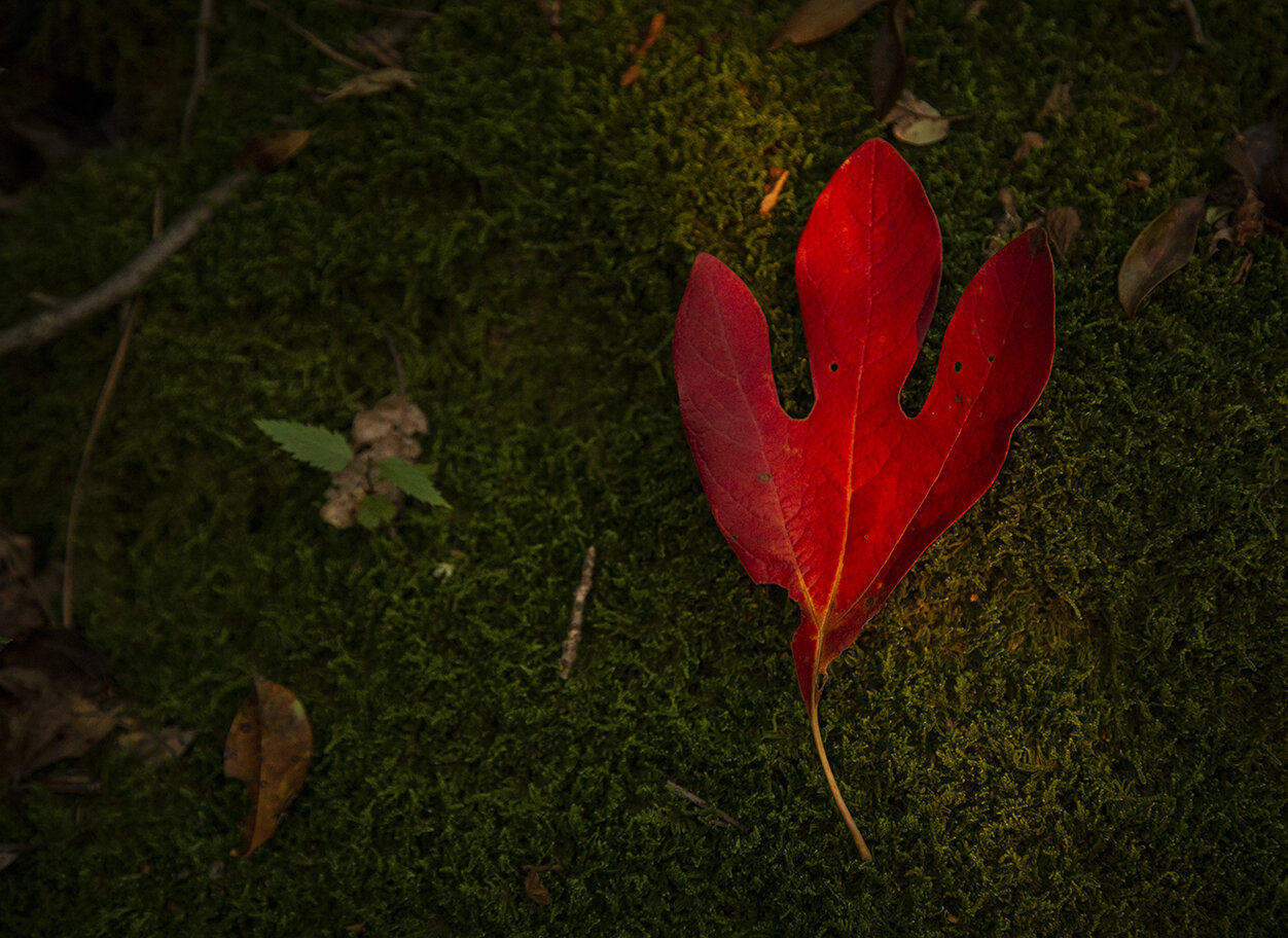  A leaf on the Appalachian Trail, Maryland 