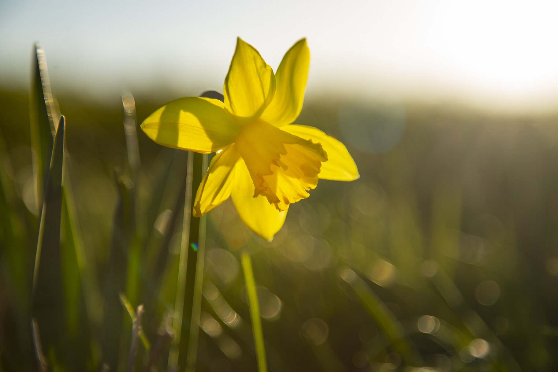  A daffodil in Frederick County, Maryland 