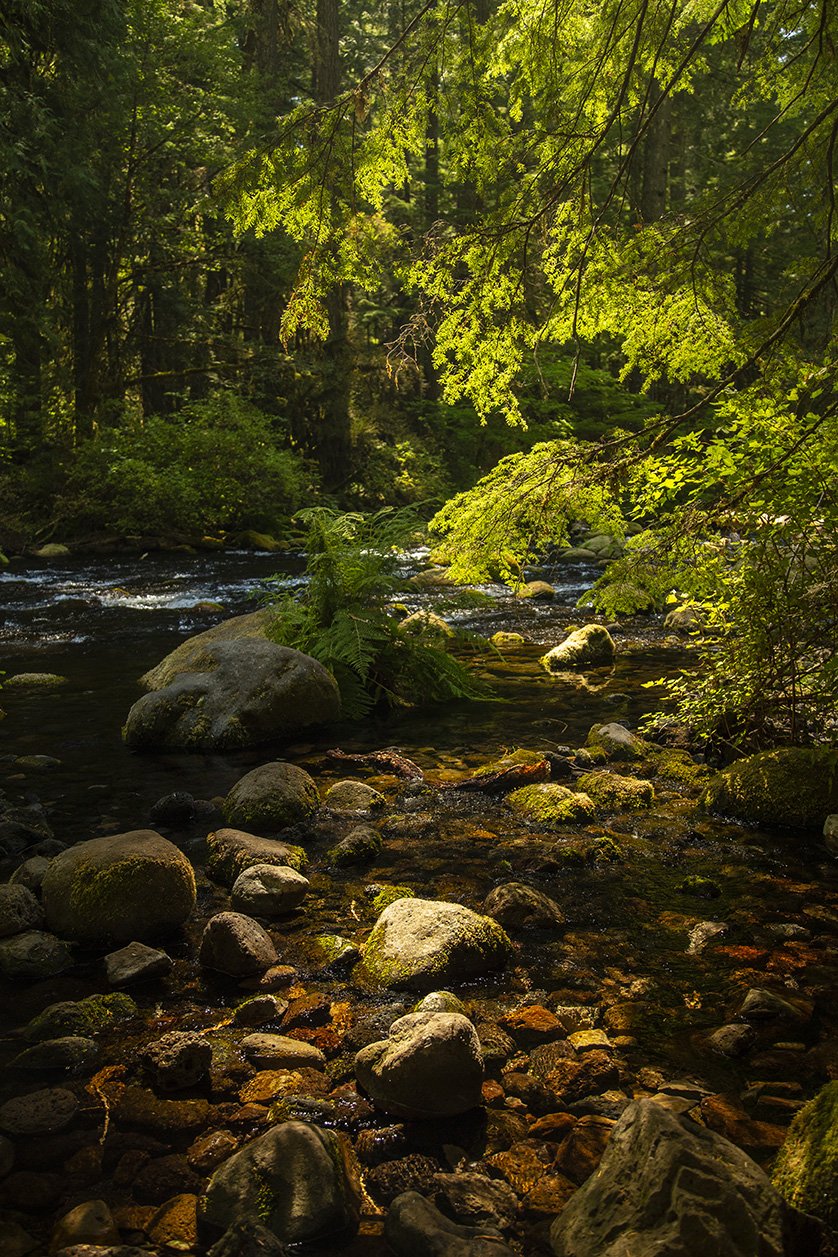  A river, Willamette National Forest, Oregon 